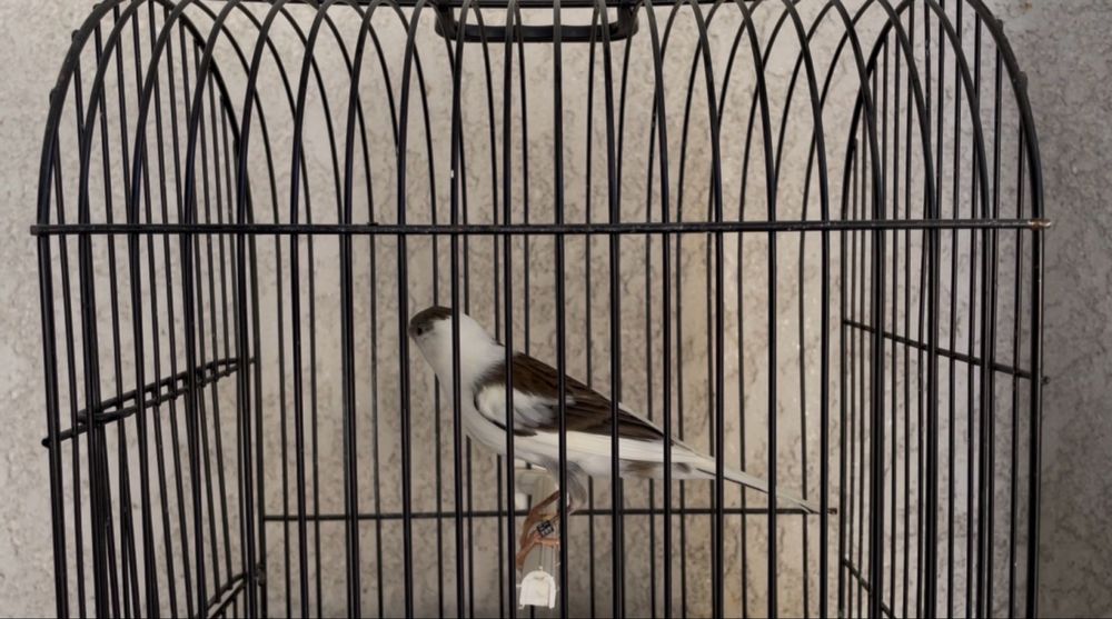 Canarios larguet 2025