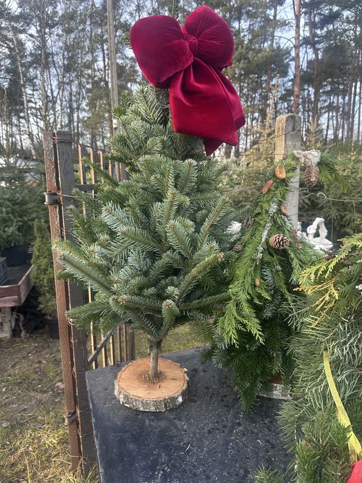 Sprzedaż choinek cietych, doniczkowych, na malym pniu!
