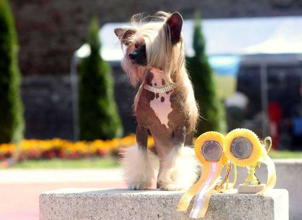 Suczka chiński grzywacz ZKwP FCI Akizabo