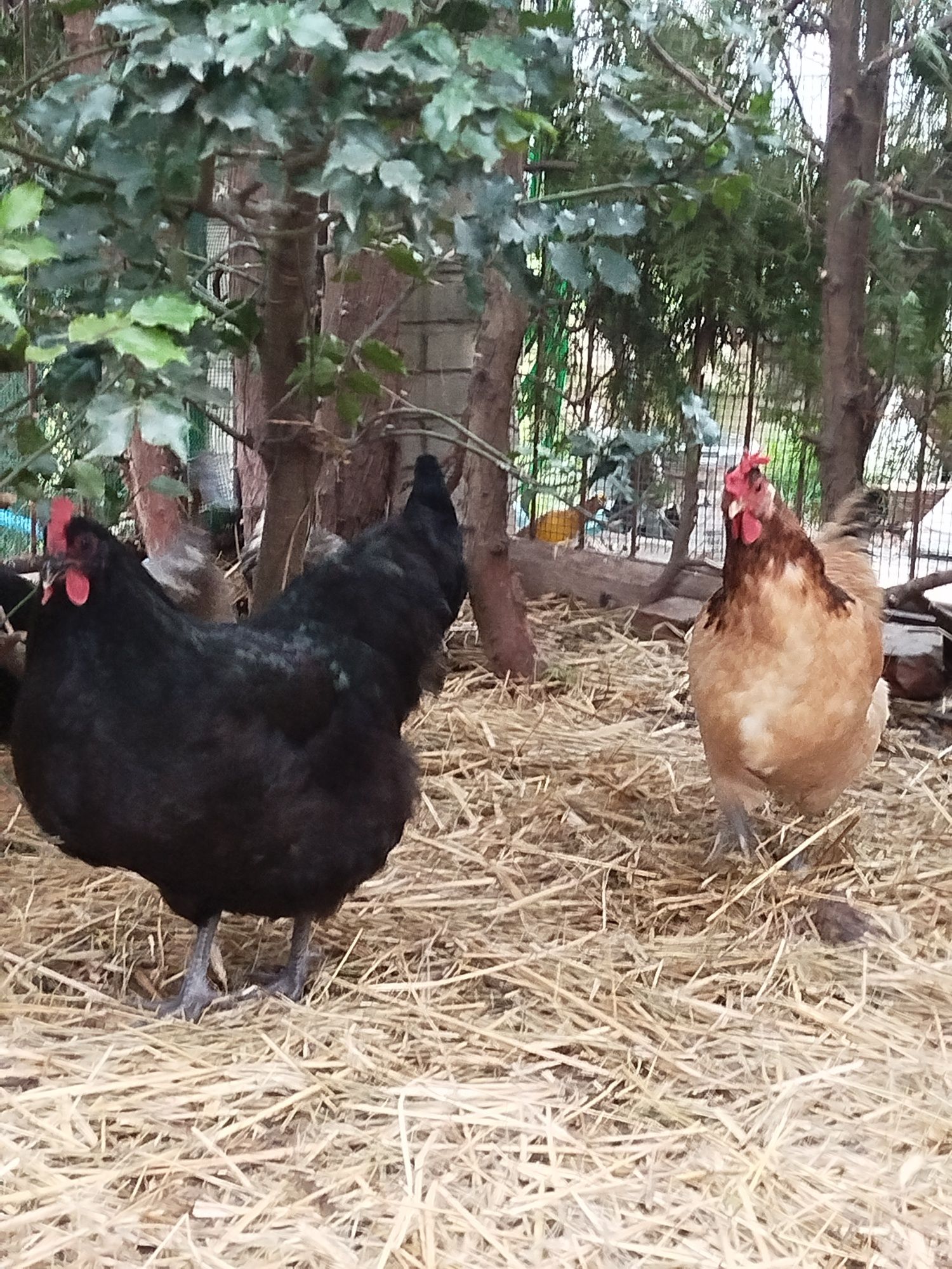 Australorp kura dorosła