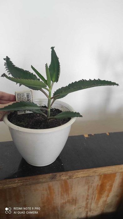 Каланхое лікарське, сорт Дегремона / каланхоэ лечебное, сорт Дегремона