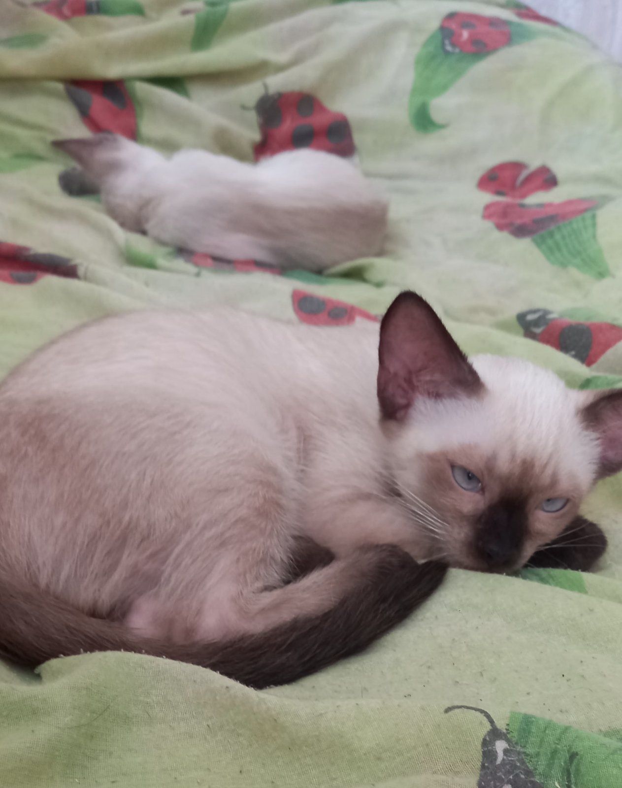 Тайские(Сиам) котята.