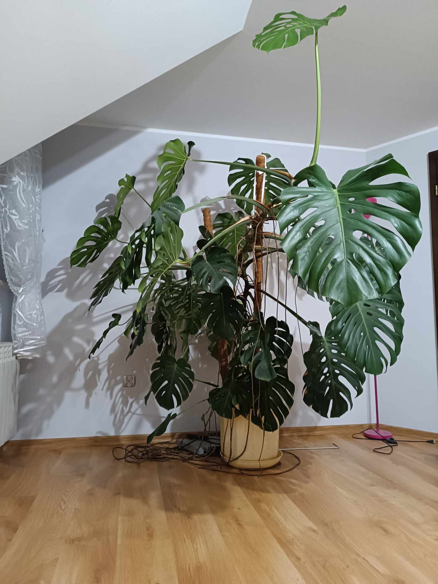 Piękna i duża monstera