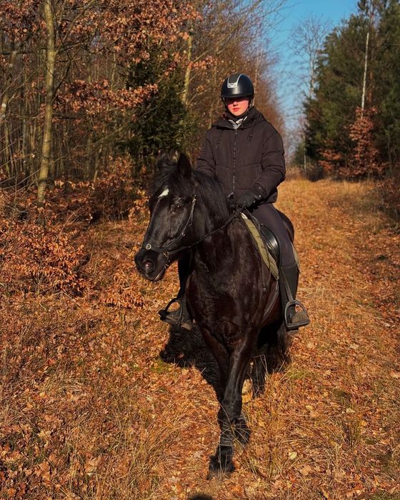 Współdzierżawa wałacha