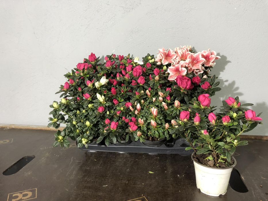 Азалія    Красуня