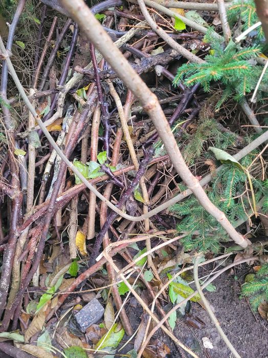 Drewno gałezie deski