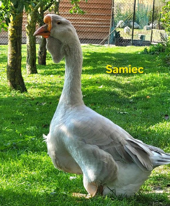 Gęsi Chołmogory młode