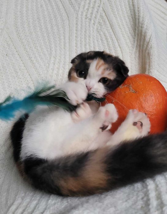 Scottish Straight calico грайлива та мила дівченка з Києва