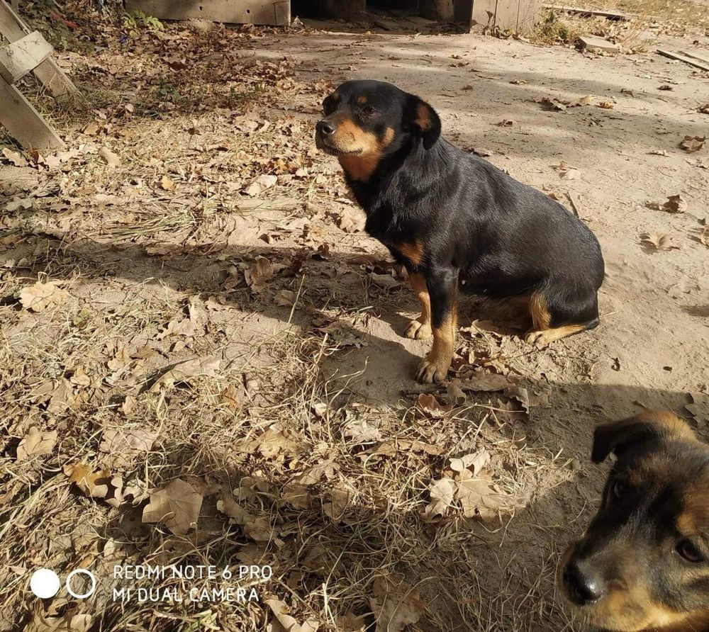 Дуже ласкаві цуценята шукають родину.