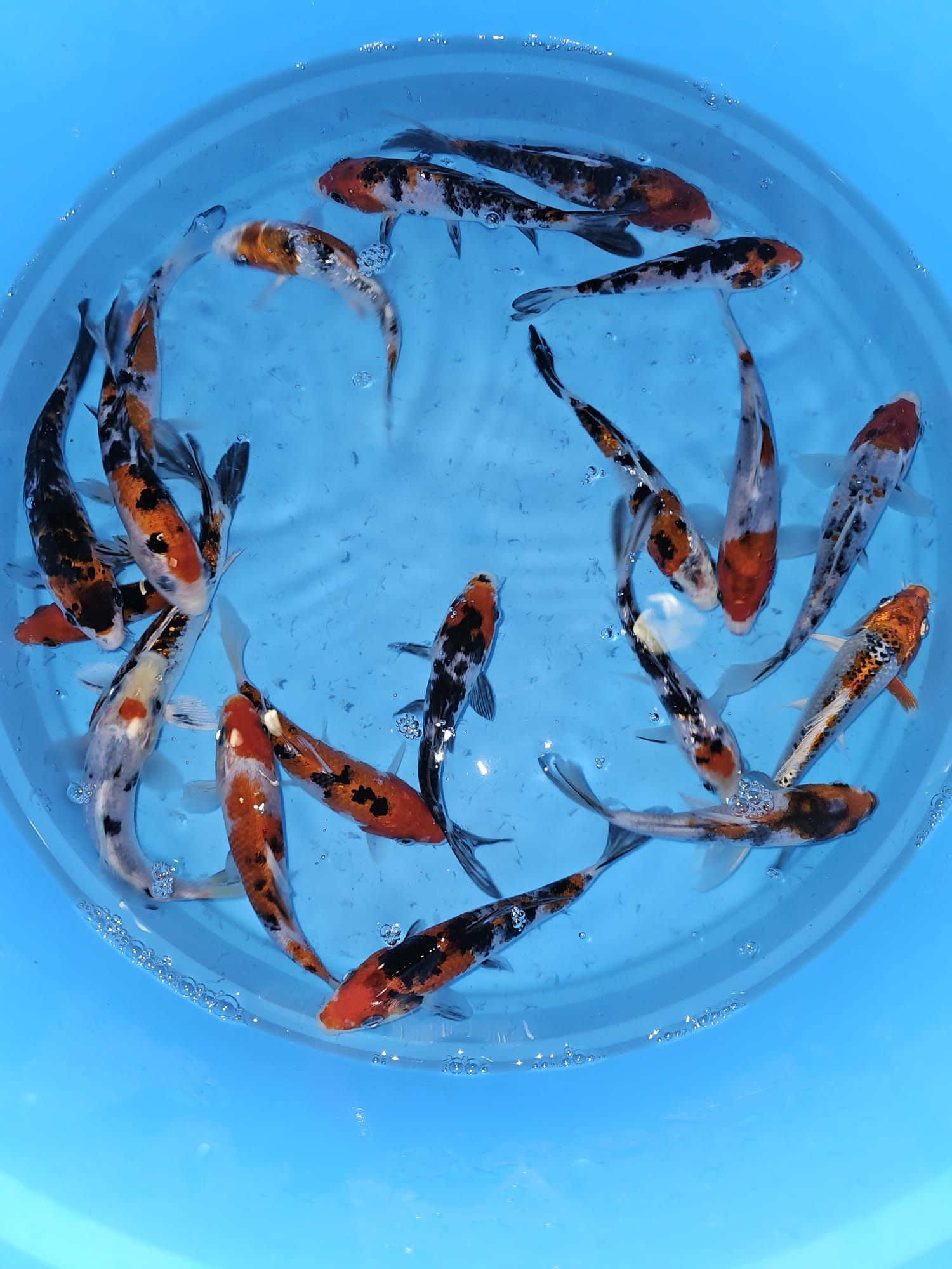 Carpas koi tricolores