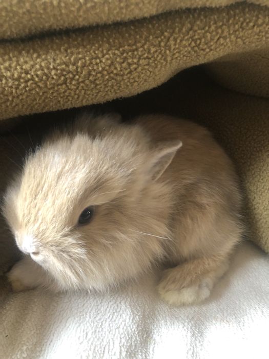 Кролик, декоративный кролик