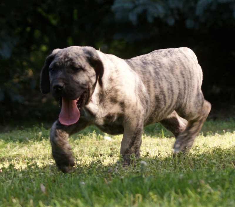 Samiec Piesek Dogo Canario Presa Canario ZKwP FCI Dog Kanaryjski