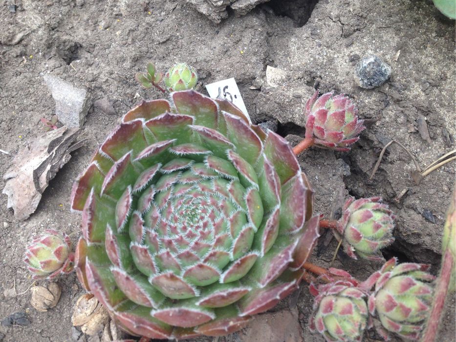 Каменные розы, молодило, кам‘яна роза