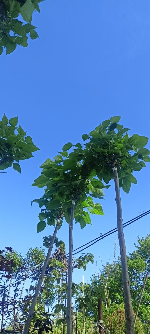 Katalpa,kataloy , bonsai
