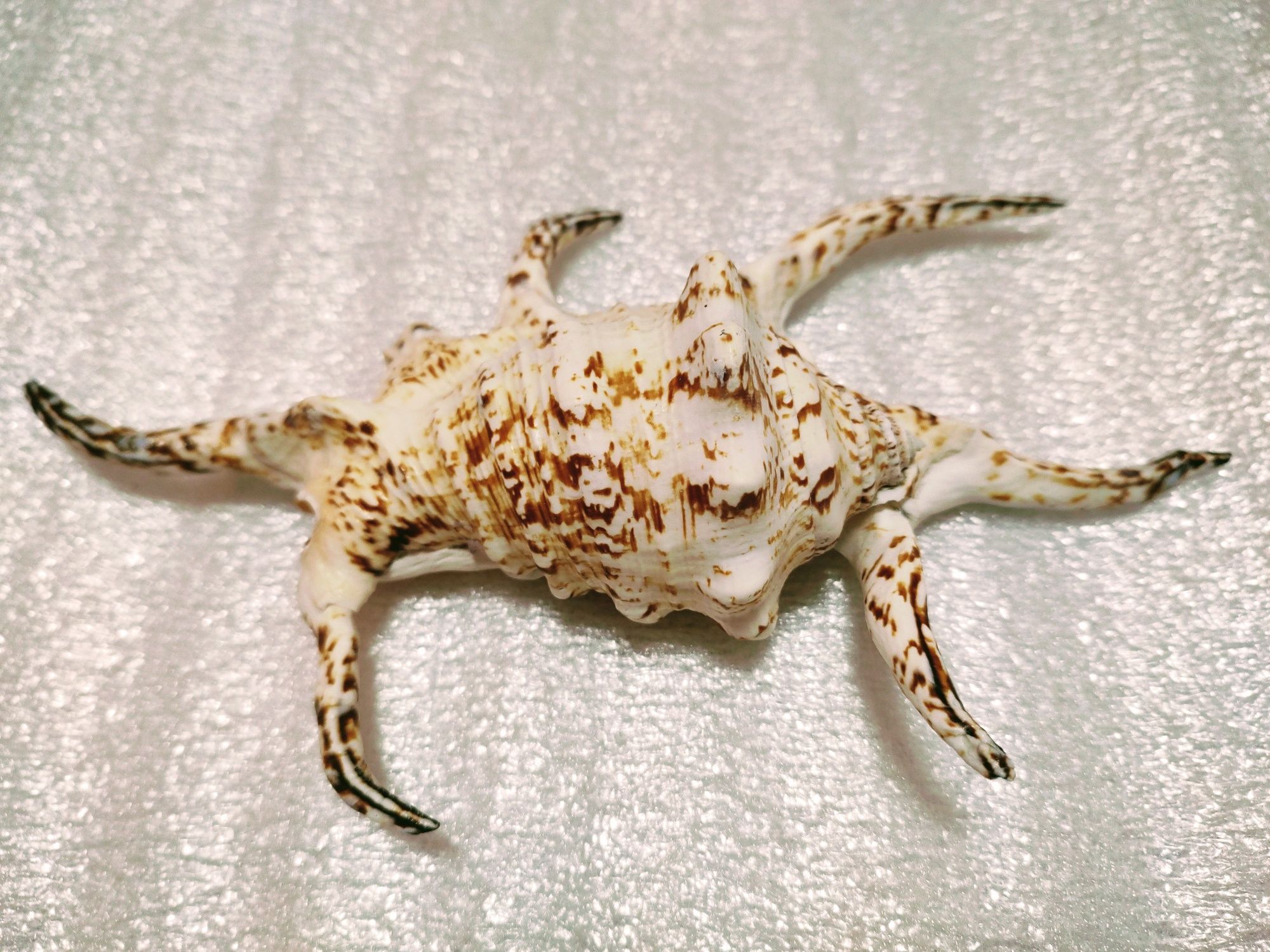 Ракушка большая из южных морей