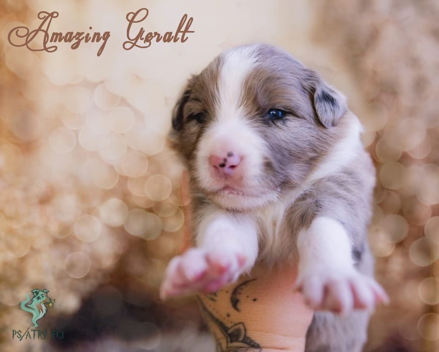 Psiatry FCI Border Collie blue merle chłopiec