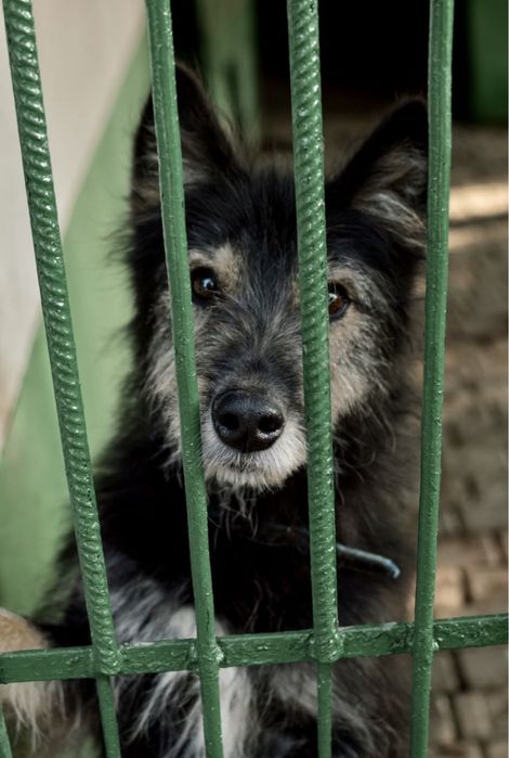 Przezimuj bezdomnego pieska!