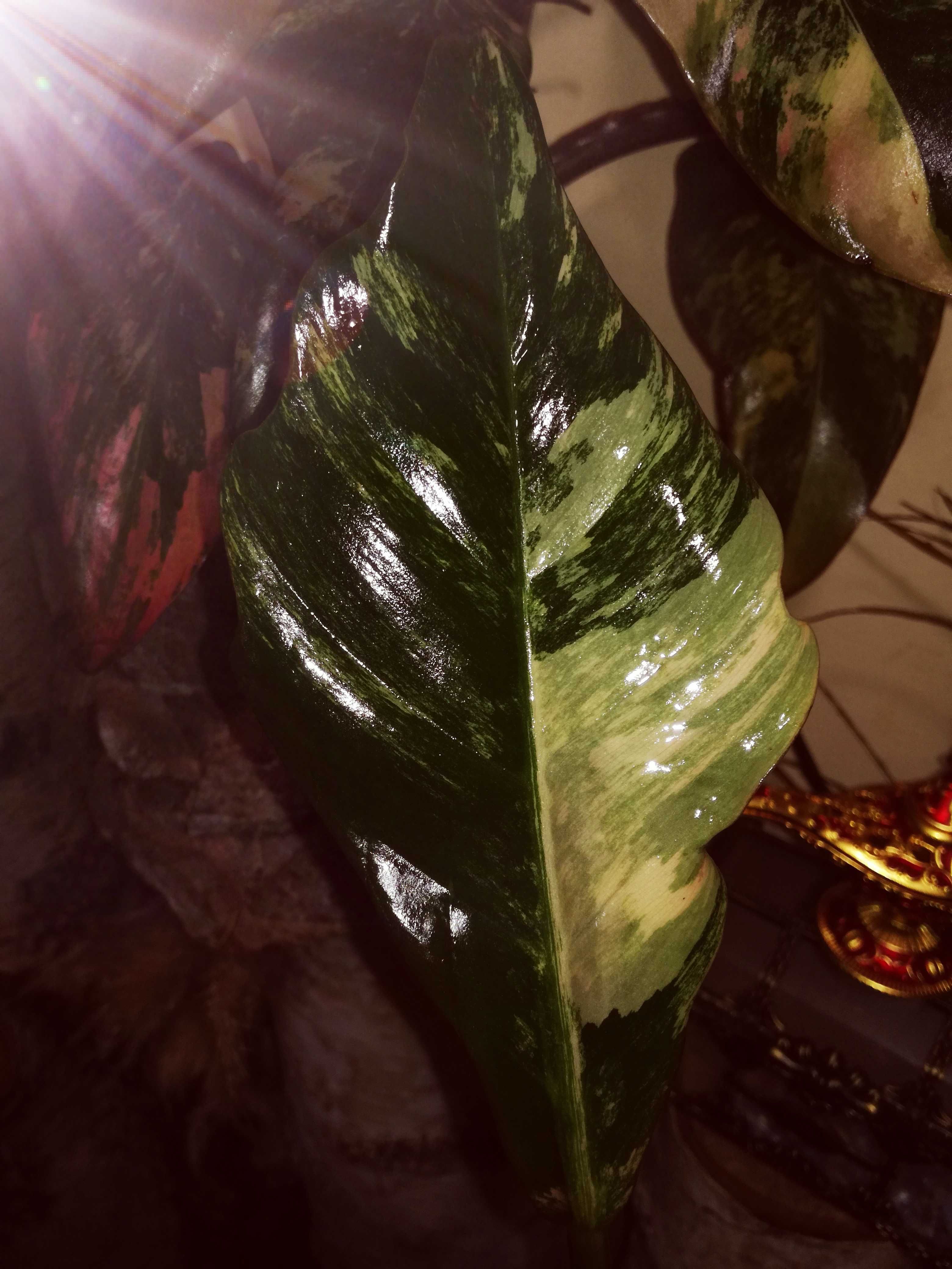 Philodendron Caramel Marble Variegata Gold carmel kolekcja Filodendron