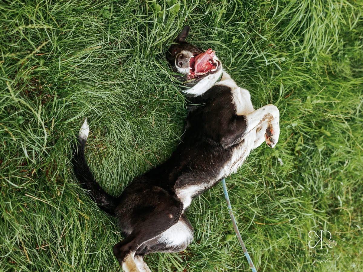 2 letni Timon w typie border collie i TTB szuka domu stałego lub tymcz