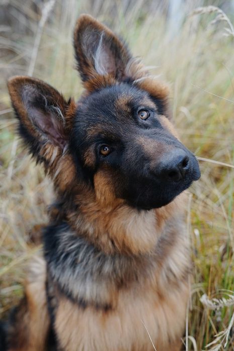 7-miesieczny Takos szuka domu