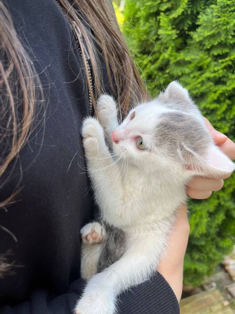 Віддамо котиків в добрі руки