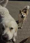 Akita inu, suczka