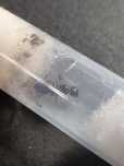 camponotus albosparsus q+7w