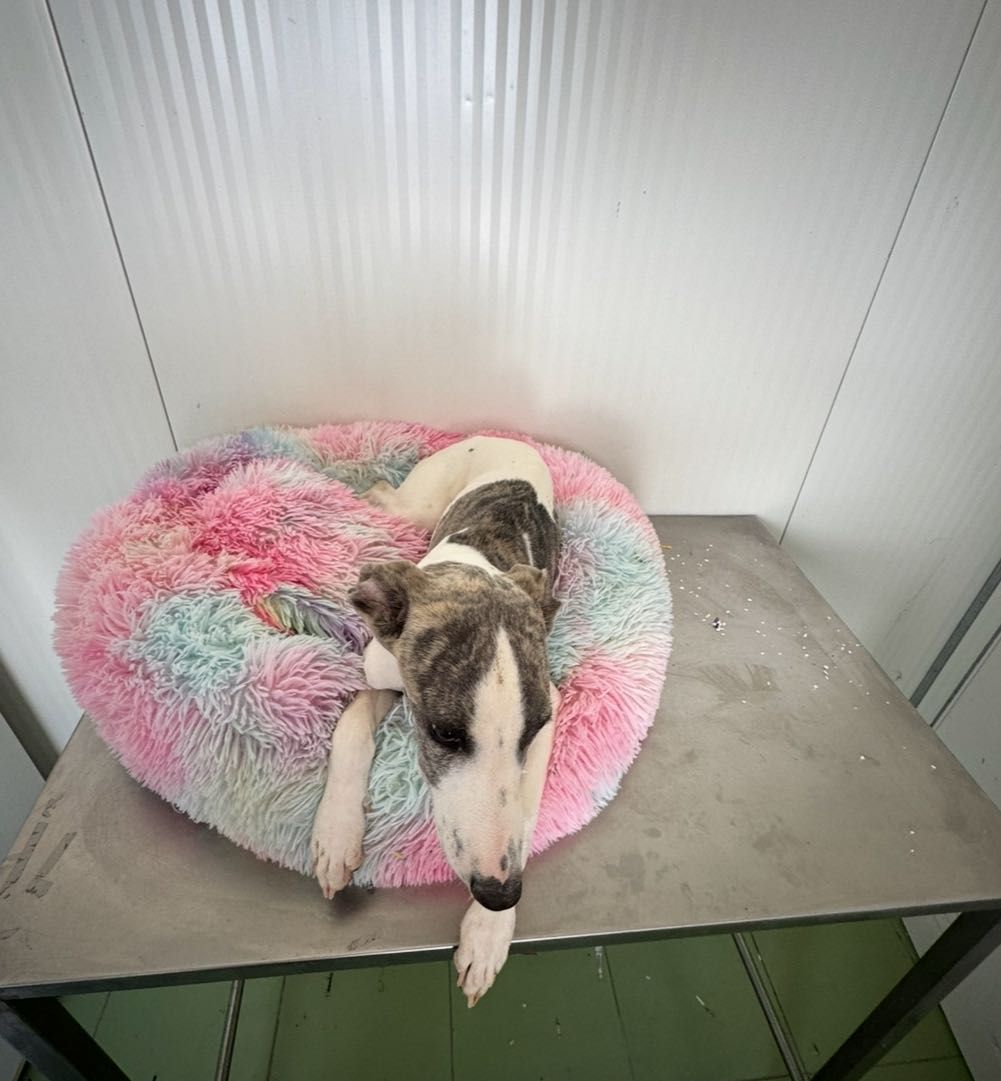 Galguinho whippet.
