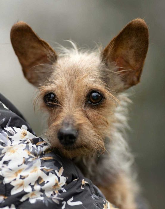 CZESIA - 12 letnia mikro sunia szuka najlepszego domu