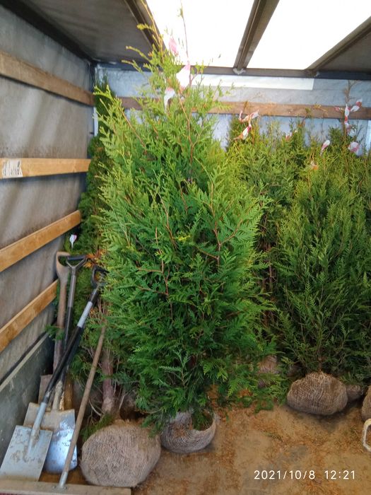 Tuja szmaragd , brabant 80-300,cm dowóz gratis, sadzimy, PRODUCENT