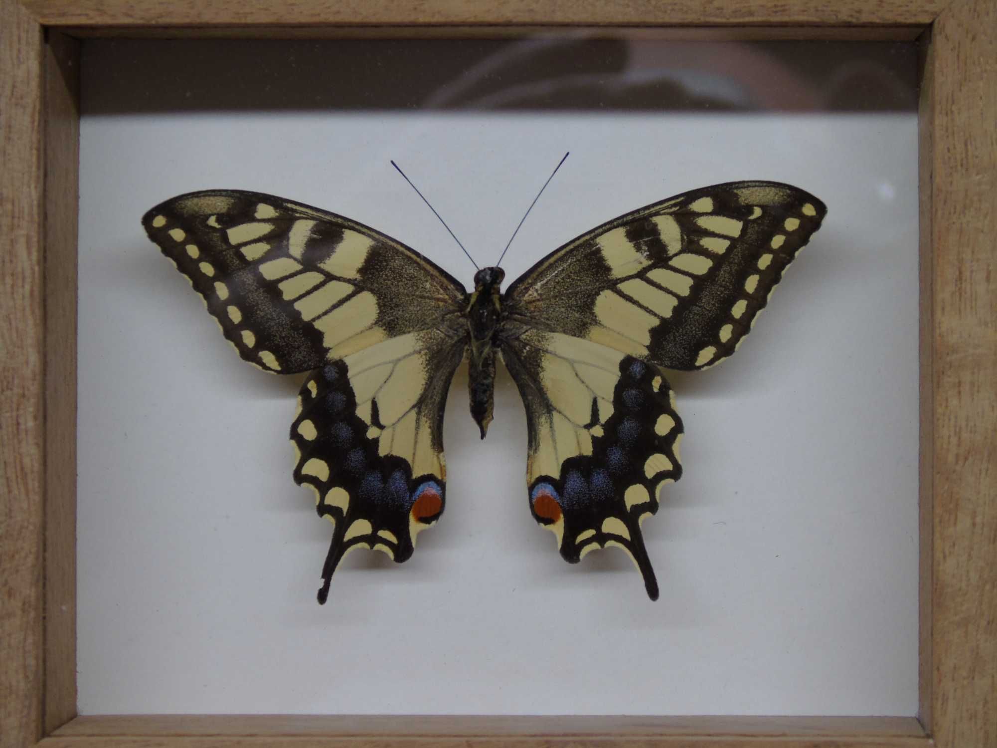 Motyl w ramce 10 x 12 cm . Paź królowej - Papilio machaon .