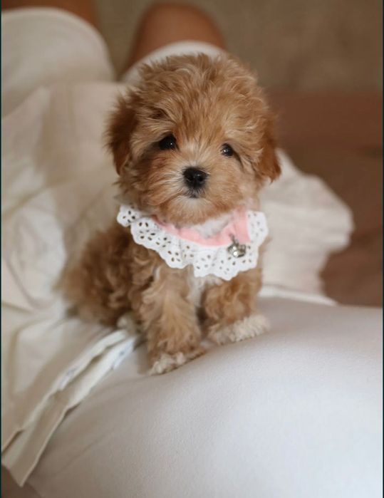 Maltipoo pudel+ Maltańczyk chłopiec