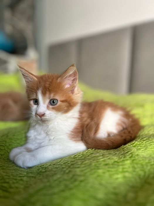 Kocurek Maine Coon „HUGO” d0922 FPL/FIFE – klasyczny rudy z bielą