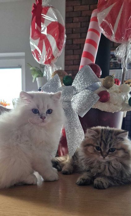 Koty Brytyjskie  z rodowodem