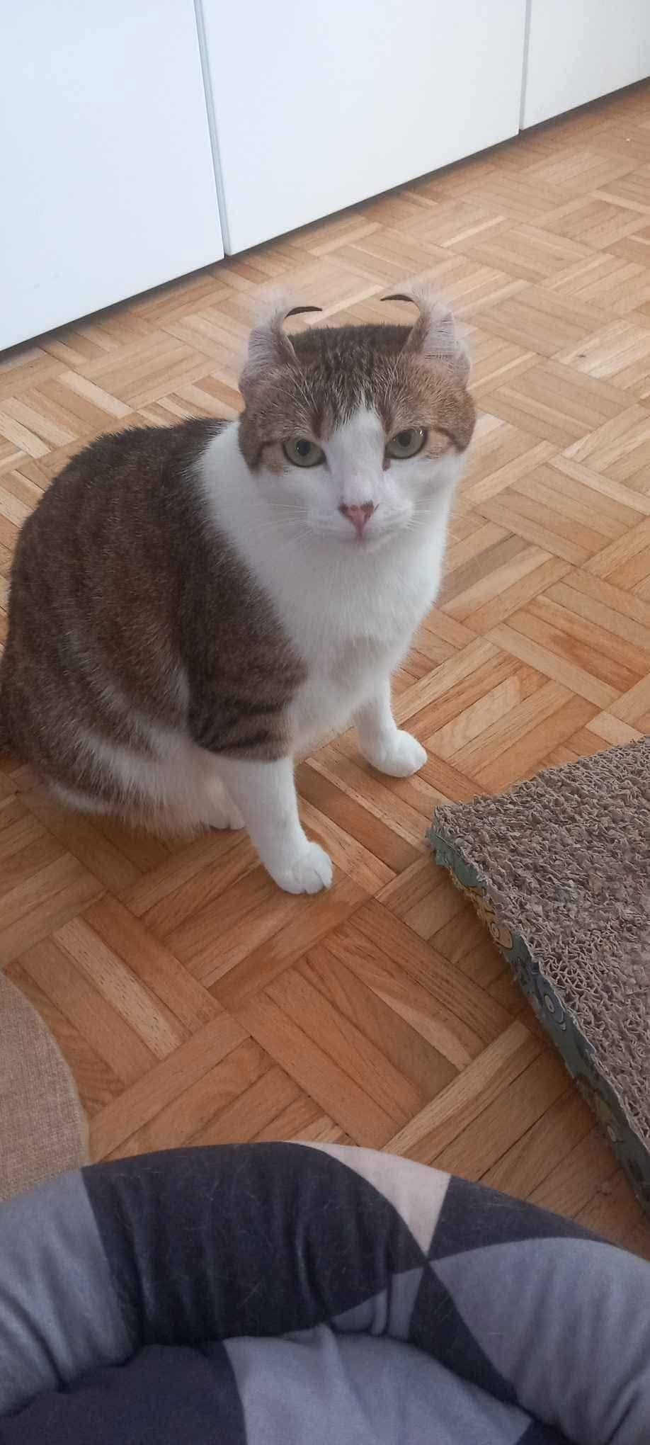 Mela – kocia puchata kuleczka szuka domu!