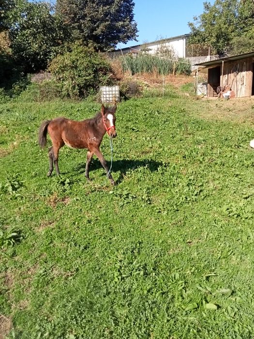 Vendo garrano com livro azul
