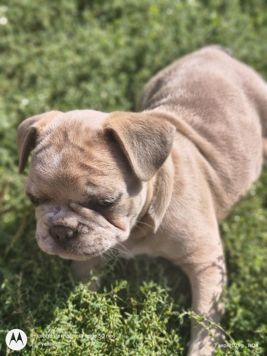 Голубоока дівчинка