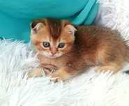 Золота, шоколадна шиншилла,  неймовірна муркотушечка