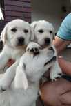 Labrador retriever