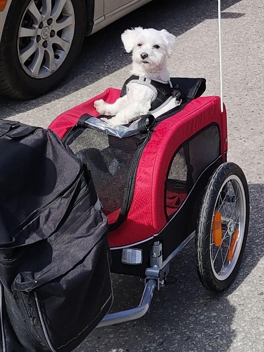 TRIXIE przyczepka rowerowa, wózek do roweru dla psa do 15 kg