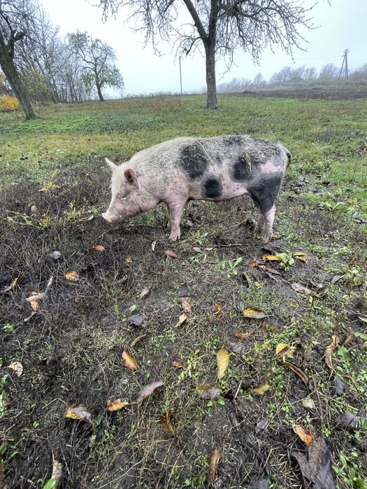 Продам молодого кнура 4-5 місяців, здоровий і активний