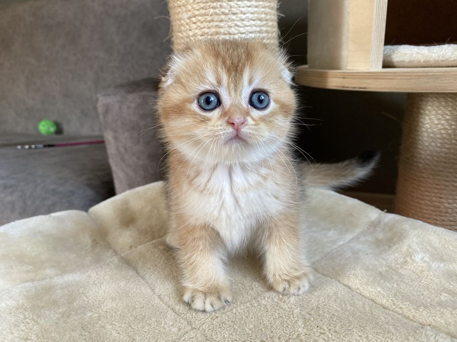 Elaya- золота шиншила