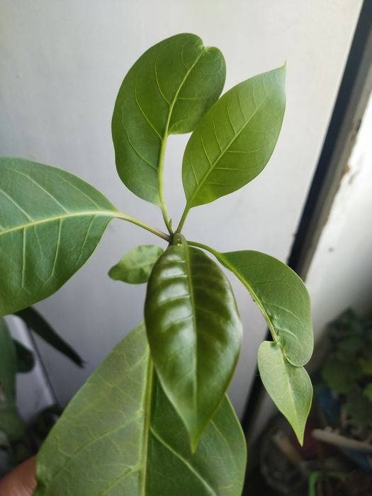 Соландра крупноцветковая