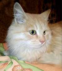Жаклин - молодая пушистая рыже-персиковая кошка ищет дом и семью