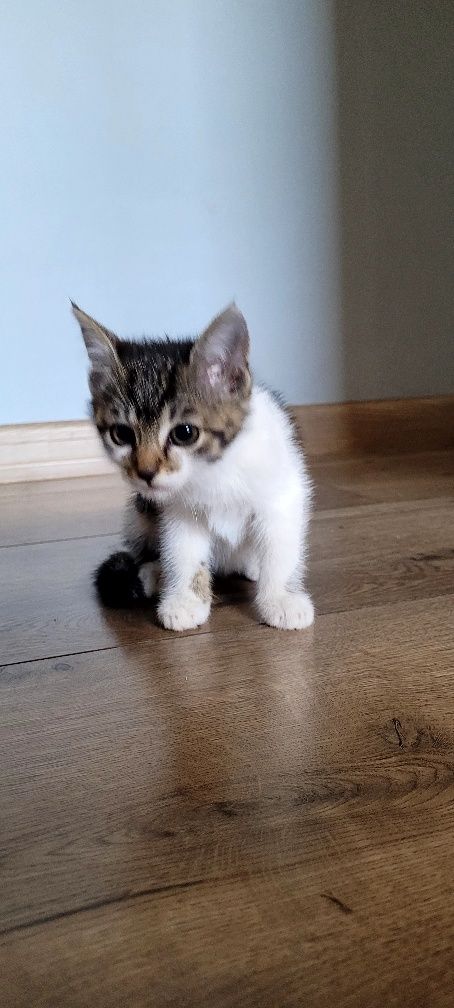 Kotek za darmo, w dobre ręce