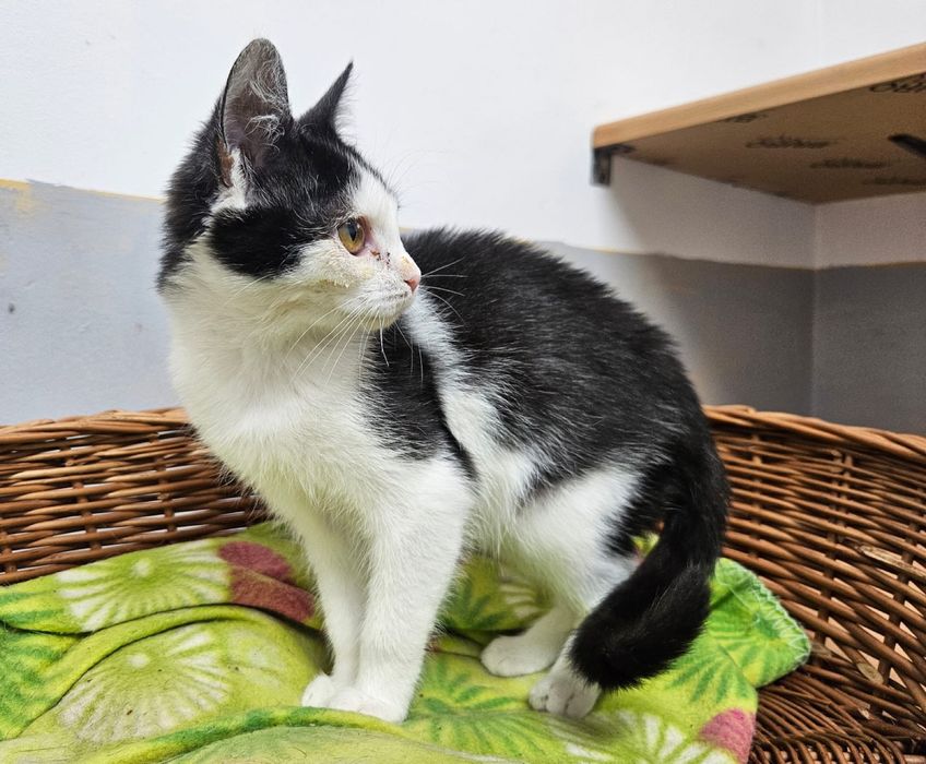 Kochana, rezolutna i zabawowa Szaza szuka domu!