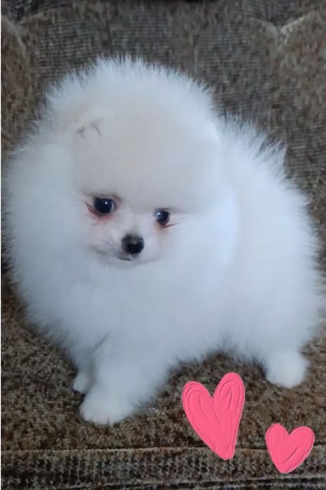 Як сніговичок міні померанський шпіц