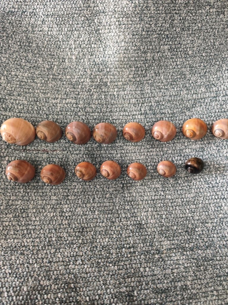 Conjunto de 15 búzios