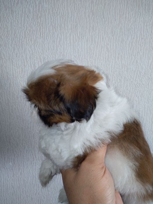 Shih Tzu Soberba