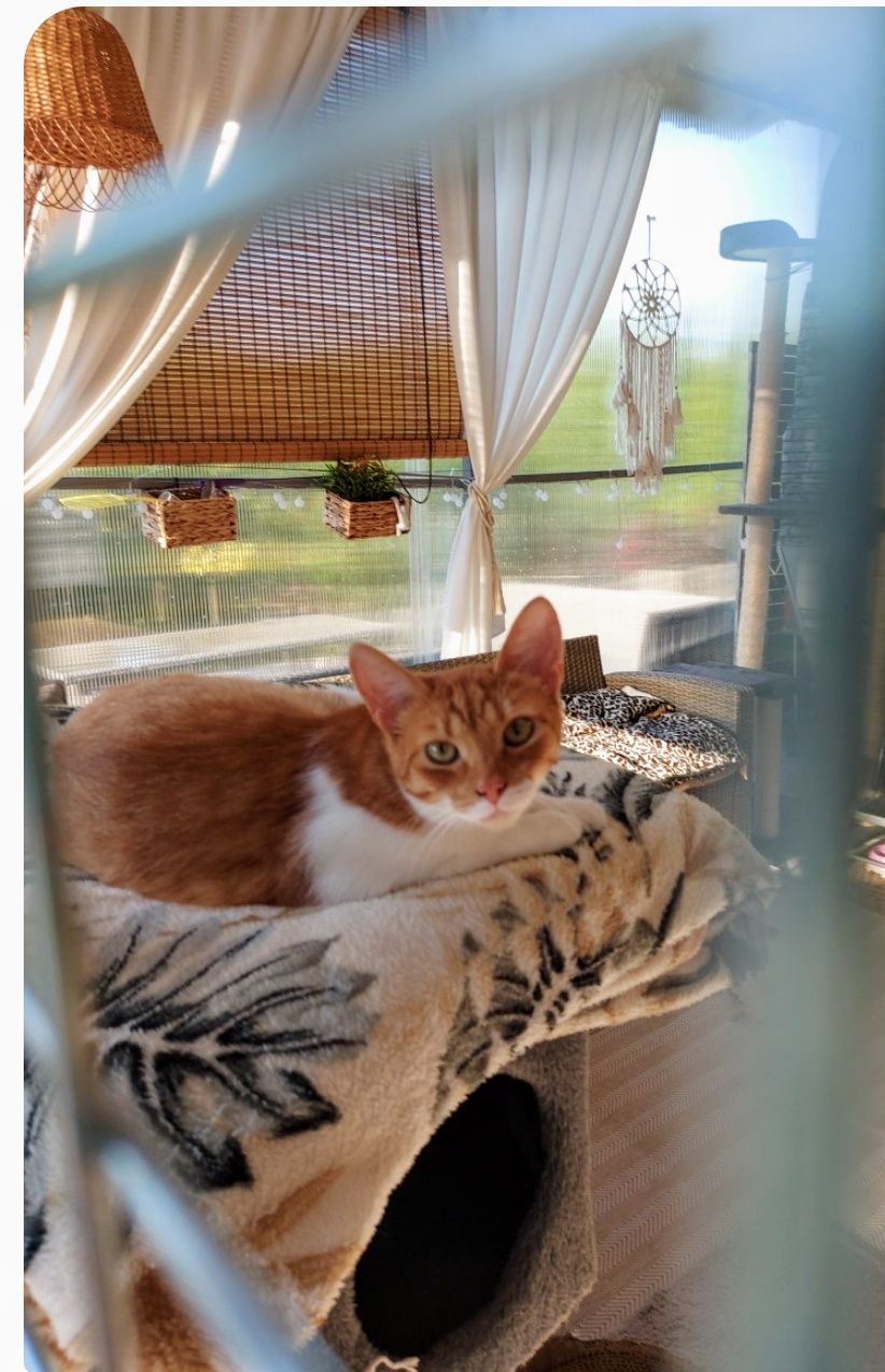 Zwierzęta Koty do adopcji